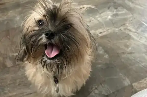 Lost and found pets West Islip, photo: Friendly Shih Tzu Found on McCall Ave