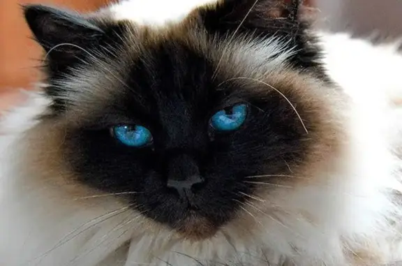 Chat perdu, Fameck, photo: Chat Sacré de Birmanie perdu à Fameck