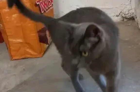 Animaux trouvés Montélimar, photo: Chatte grise et blanche trouvée à Montélimar