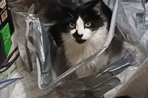 Lost and found pets , photo: Lost Cat: Black Mark on Face in Vegas