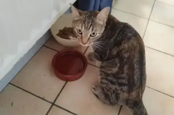 Chat trouvé Oissel, photo: Chatte trouvée sous voiture à Oissel