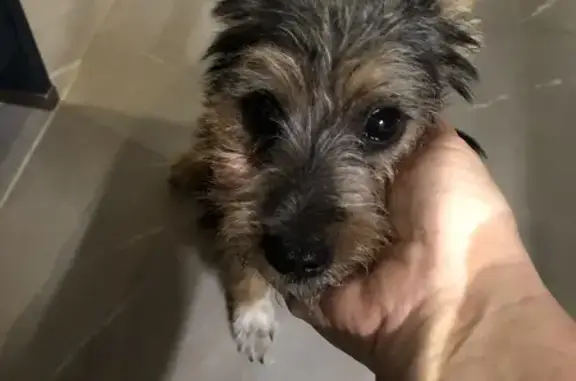 Chien trouvé Lunel, photo: Chien noir et blanc trouvé à Lunel