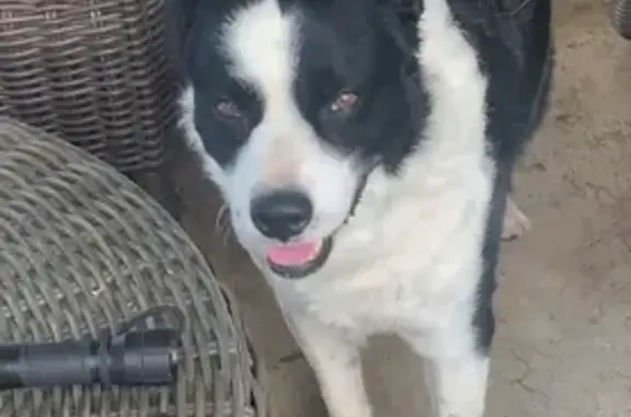 Lost Border Collie: Curly Hair, Needs Care