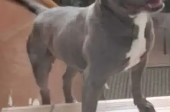 Chien trouvé , photo: Chien non pucé trouvé à Tergnier