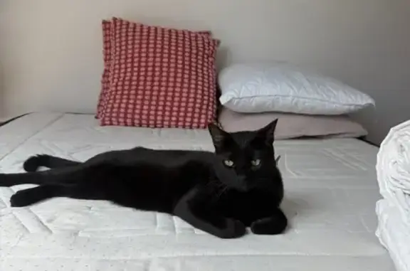 Chat noir avec GPS perdu au Mans - photo