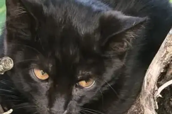Animaux trouvés Kilstett, photo: Chat noir trouvé à Kilstett peureux