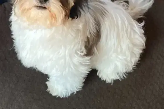 Missing dog , photo: Lost White Dog on Case Ave, St. Paul