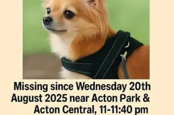 Missing dog , photo: Help Find Belle: Missing Dog in Acton