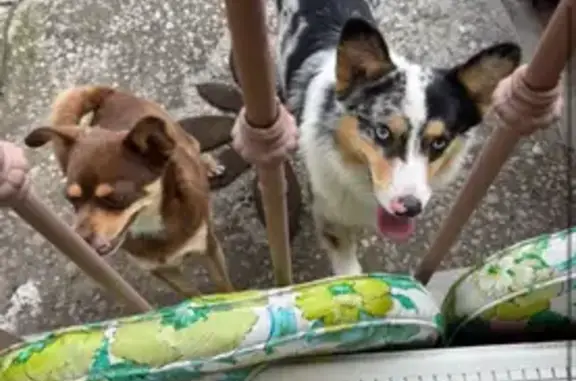 Pareja de perros hallada en Cu...