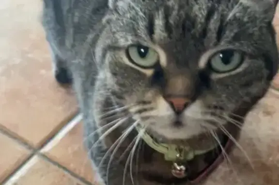 ¡Ayuda! Gata Asustadiza Perdida en Lliçà