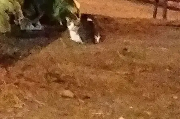 Gato Blanco y Atigrado Hallado...