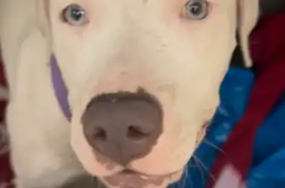 Found dog Indianapolis, photo: Found Dog: Blue-Eyed Beauty in Indy