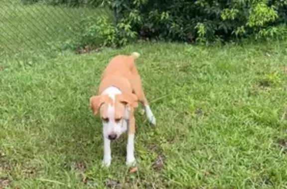 Missing: Tan & White Dog Sage in Panama
