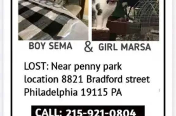 Lost Cat with Extra Toes in Bradford, PA