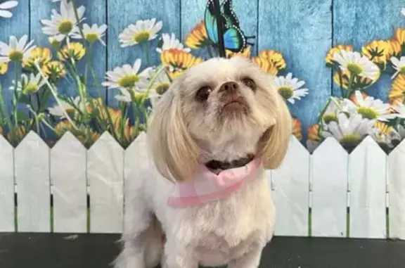 Lost Dog: White & Brown, Shy, One Eye