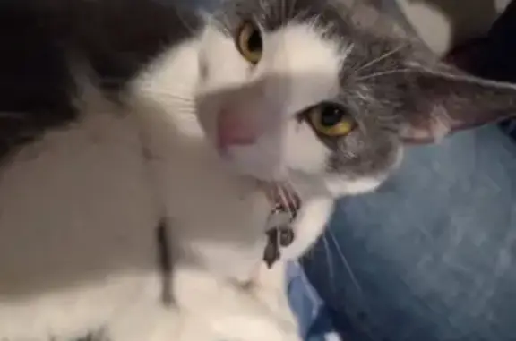 Lost and found pets Fresno, photo: Lost Cat Kirby: Sweet, Skittish & Spotted