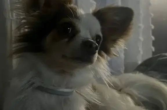Lost Dog Near 40th St, Kansas City