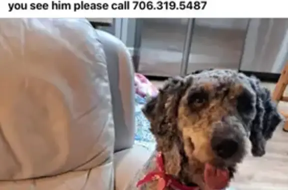 Lost Merle Phantom Mini Bernedoodle