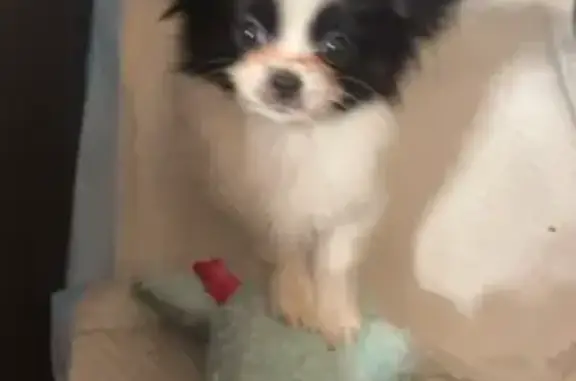 Lost Dog Frida: Found? Call 816-929-4414