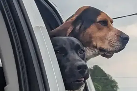 Lost Dog Alert: Bluetick & Beagle Mix
