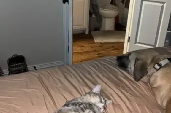 Lost: Friendly Grey Cat, Denison Area