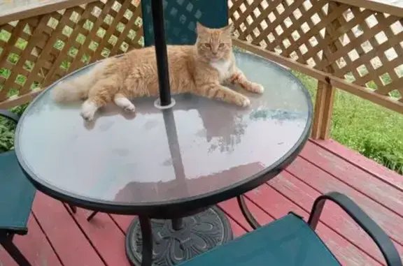 Lost: Friendly Orange & White Cat in Warren