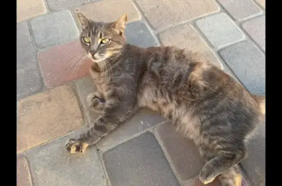 Missing Grey Tabby in UTC, San Diego