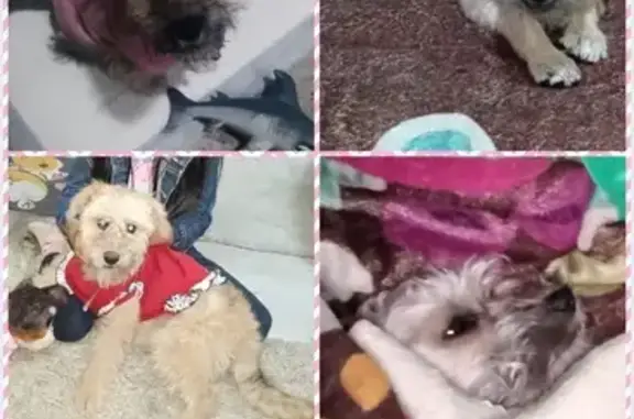Búsqueda de mascotas, foto: Perro Schnauzer Perdido en Av. Tláhuac, CDMX