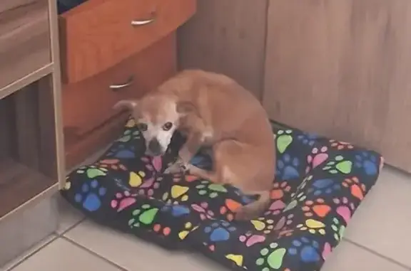 Perro Perdido: Chihuahua Café en Querétaro