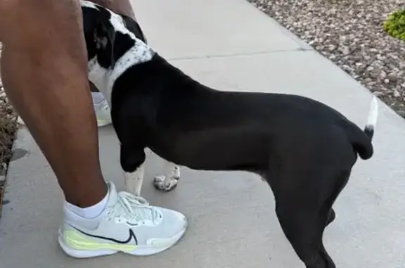 Lost and found pets Gilbert, photo: Found: Friendly Trained Pitbull Puppy