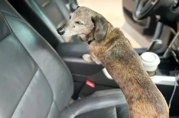 Help Find Jasper: 17-Year-Old Brindle Dachshund