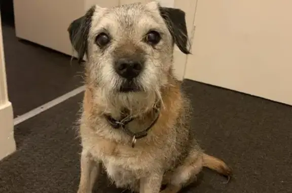 Found Dog on Crown St: Blue/Ye...