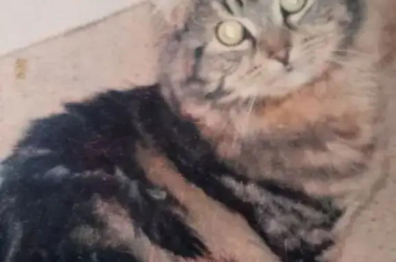 Lost Cats: Striped Mom & 3 Kittens