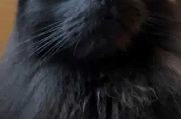 Urgent: Lost Black Cat with Medical Needs