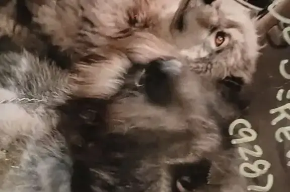 Lost Dog: Black & Grey in Washington Park