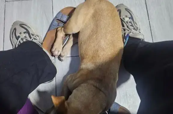 Búsqueda de mascotas, foto: Perro herido encontrado en Zapateros, Tlalne