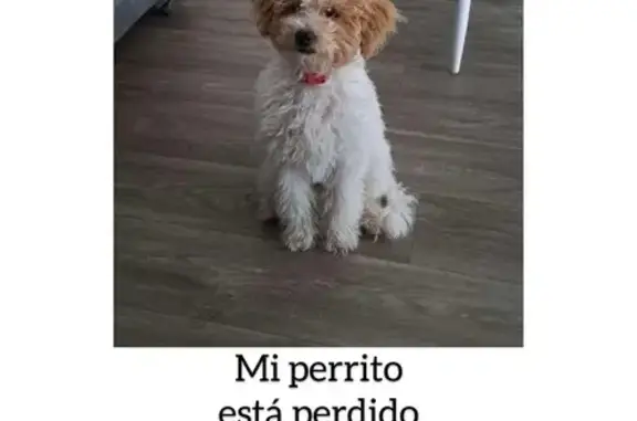 Lost and found pets Indianapolis, photo: Lost Dog: Chikis, White/Brown, Indy 5133