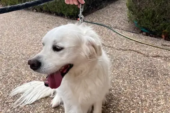 Friendly Golden Retriever Foun...