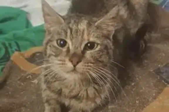 Animaux trouvés Pouru-Saint-Remy, photo: Chat tigré sociable trouvé à Pouru-Saint-Remy