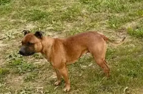 Chien perdue à Vauvert, gentille et approchable - photo