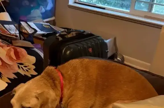 Lost and found pets , photo: Lost Dog in Pink Collar: Salt Lake City