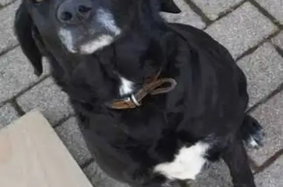 Chienne perdue à Bessenay, collier marron - photo
