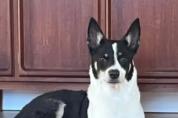 Lost: Shy Kelpie-Collie in Sutherland