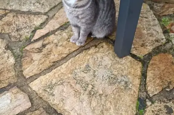 Chat tigré perdu à Isle, Nouvelle-Aquitaine - photo