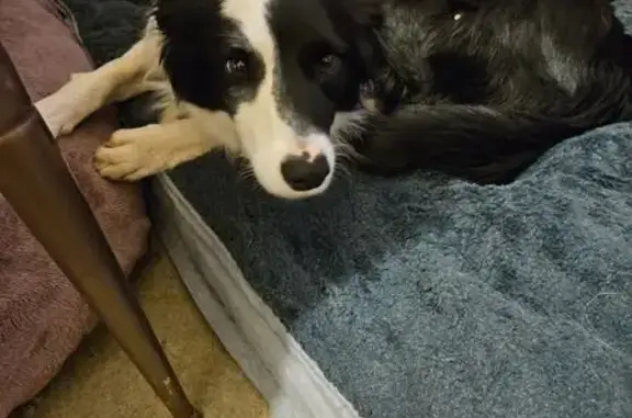 Found dog Salisbury, photo: Friendly Border Collie Found in Salisbury