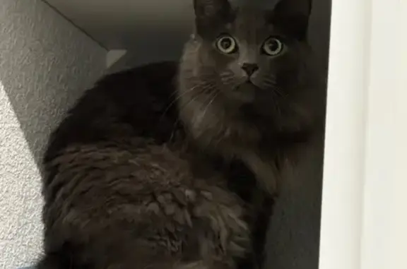 Animaux perdus Cenon, photo: Chat gris perdu, poils longs, Cenon