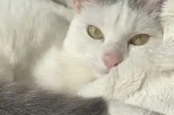 Chat perdu, , photo: Chatte perdue à Essertines-en-Donzy