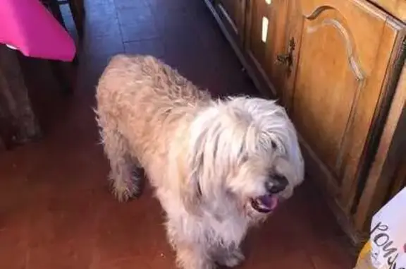 Chien perdu : griffon beige, Colomars - photo