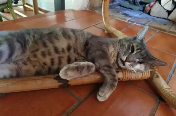 Chatte grise borgne perdue à Marseille - photo