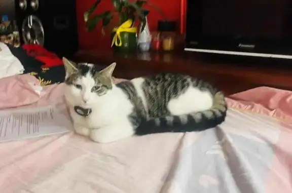 Lost Tabby Cat in Gosnells - Help Find Him